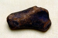 藏品(鹿角基部)的圖片